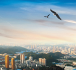 �DƬ���Q(ch��ng)